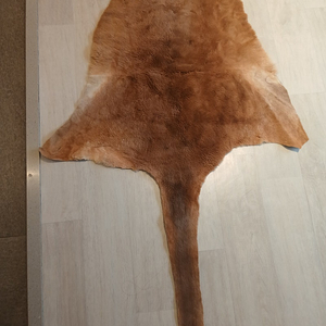 캥거루 통가죽
