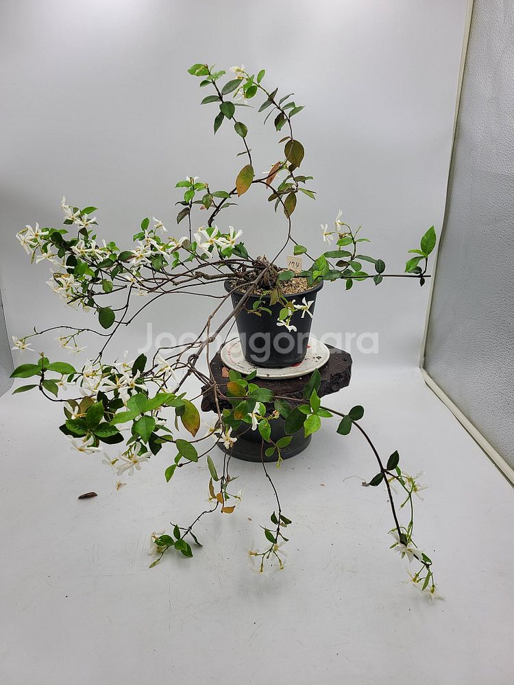 참빗살나무 마삭줄 백화등 분재 화분포함--9