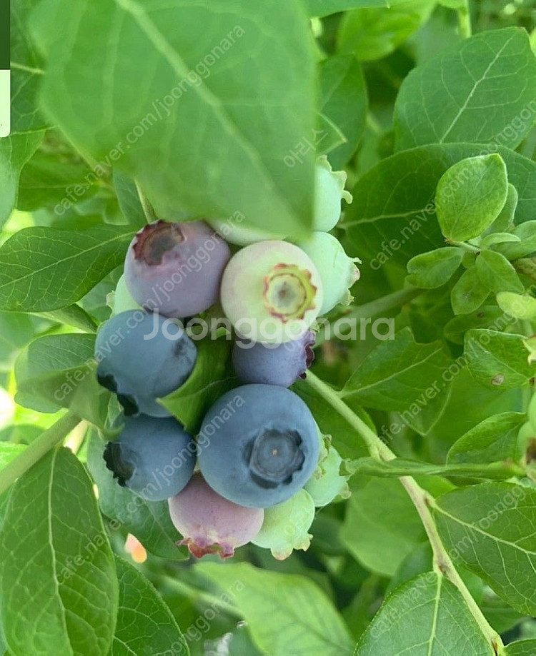 블루베리 생과 1kg 만오천. 체험농장--1
