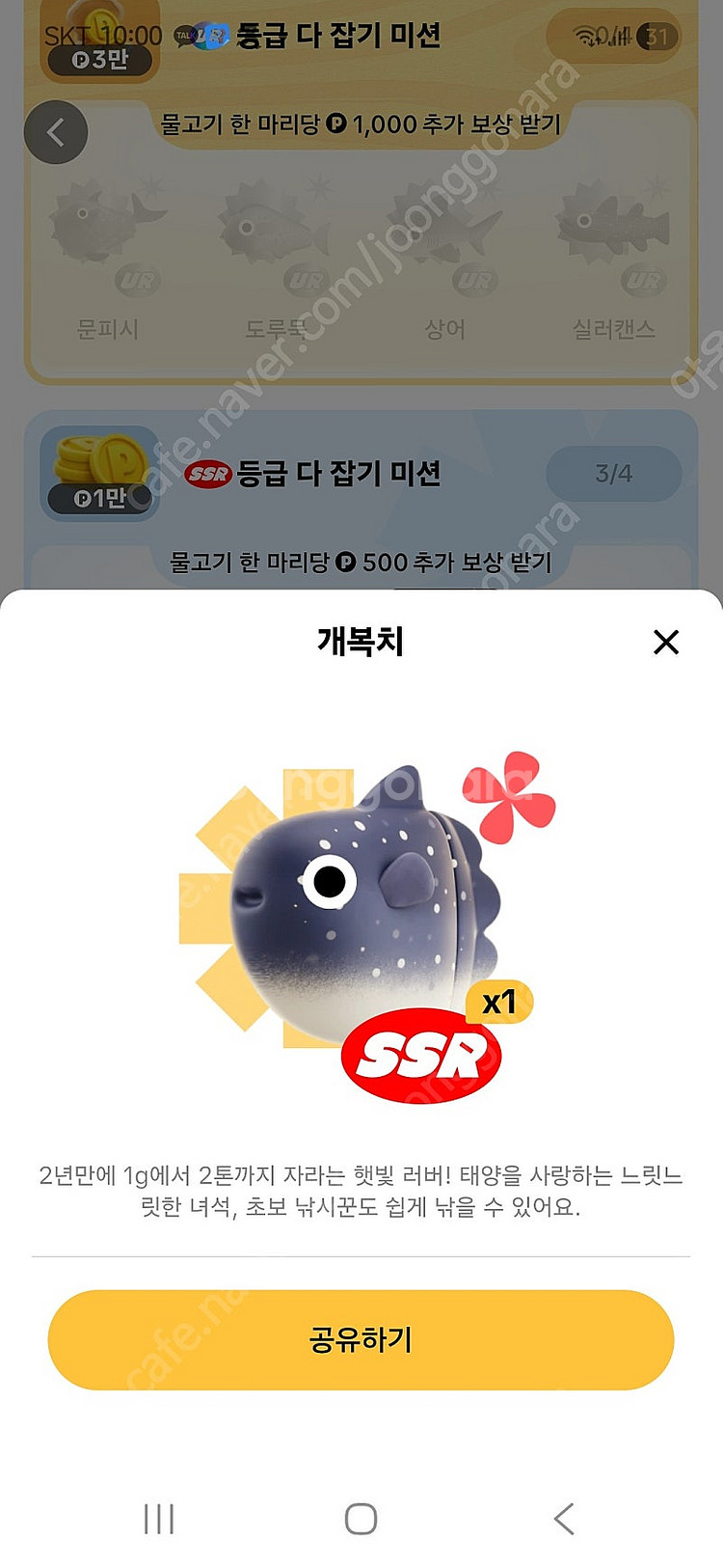 틱톡 피라루쿠 판매해요--0