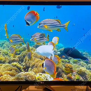 LG 4K 모니터(27UD58) + 모니터암(미개봉)