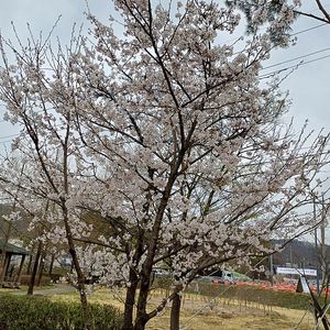 갤럭시버즈라이브 구해요