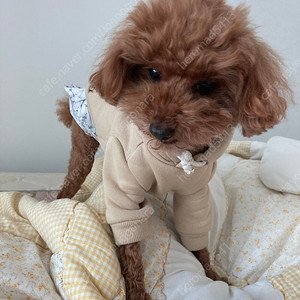 게이밍노트북 구매합니드