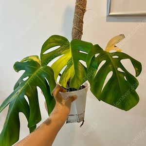 옐로우 몬스테라 보르시지아나