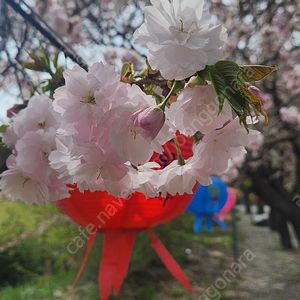 대명 삼척 양양 진도 쏠비치 롯데속초 부여 김해 리조트 6월28일7월5.12일