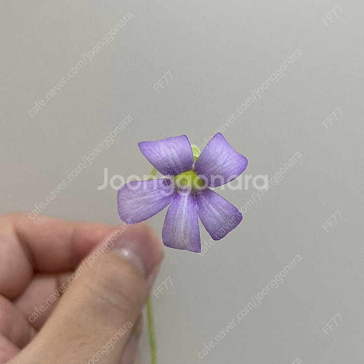 택포)벌레잡이제비꽃 기간테아 식충식물--0