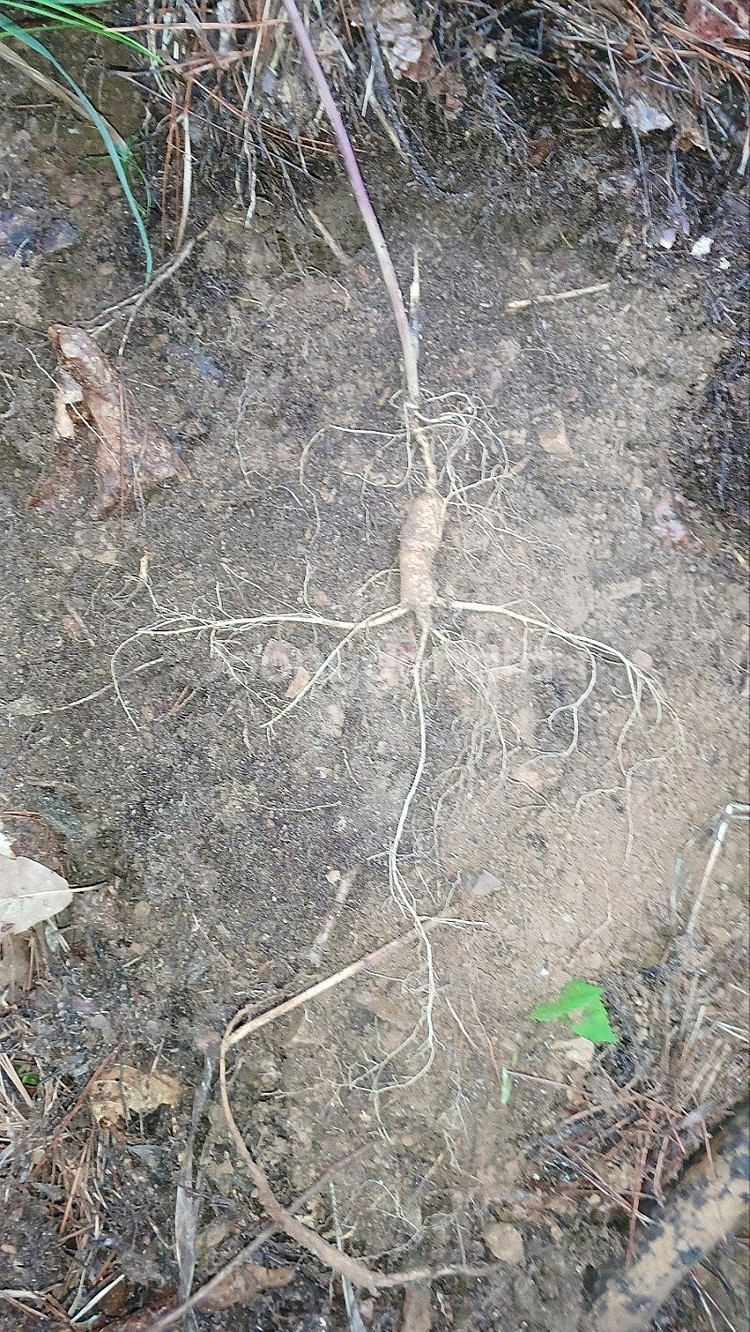 자연산 야생산삼 판매 합니다 건강 선물 건강식품--0