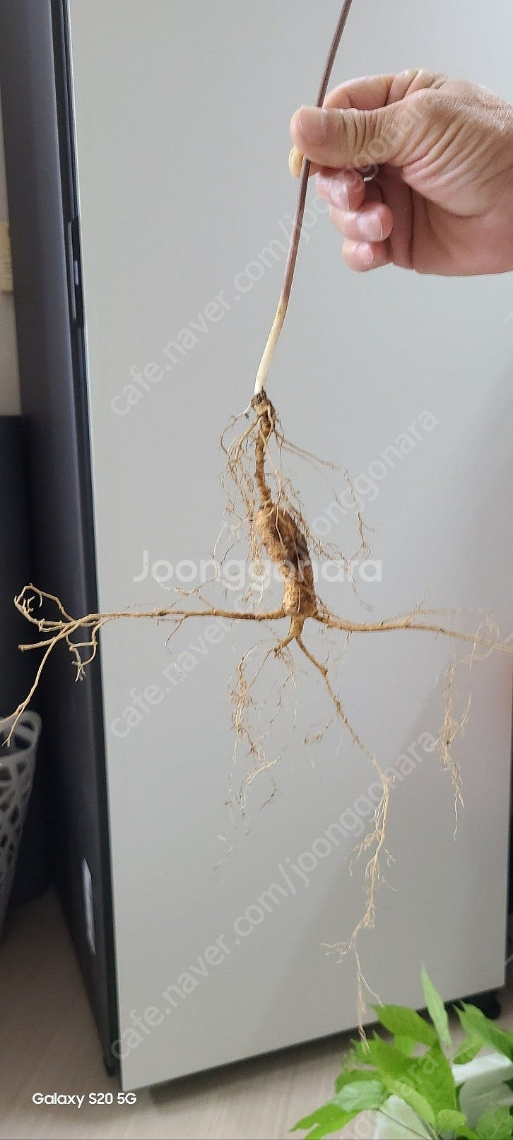 자연산 야생산삼 판매 합니다 건강 선물 건강식품--1