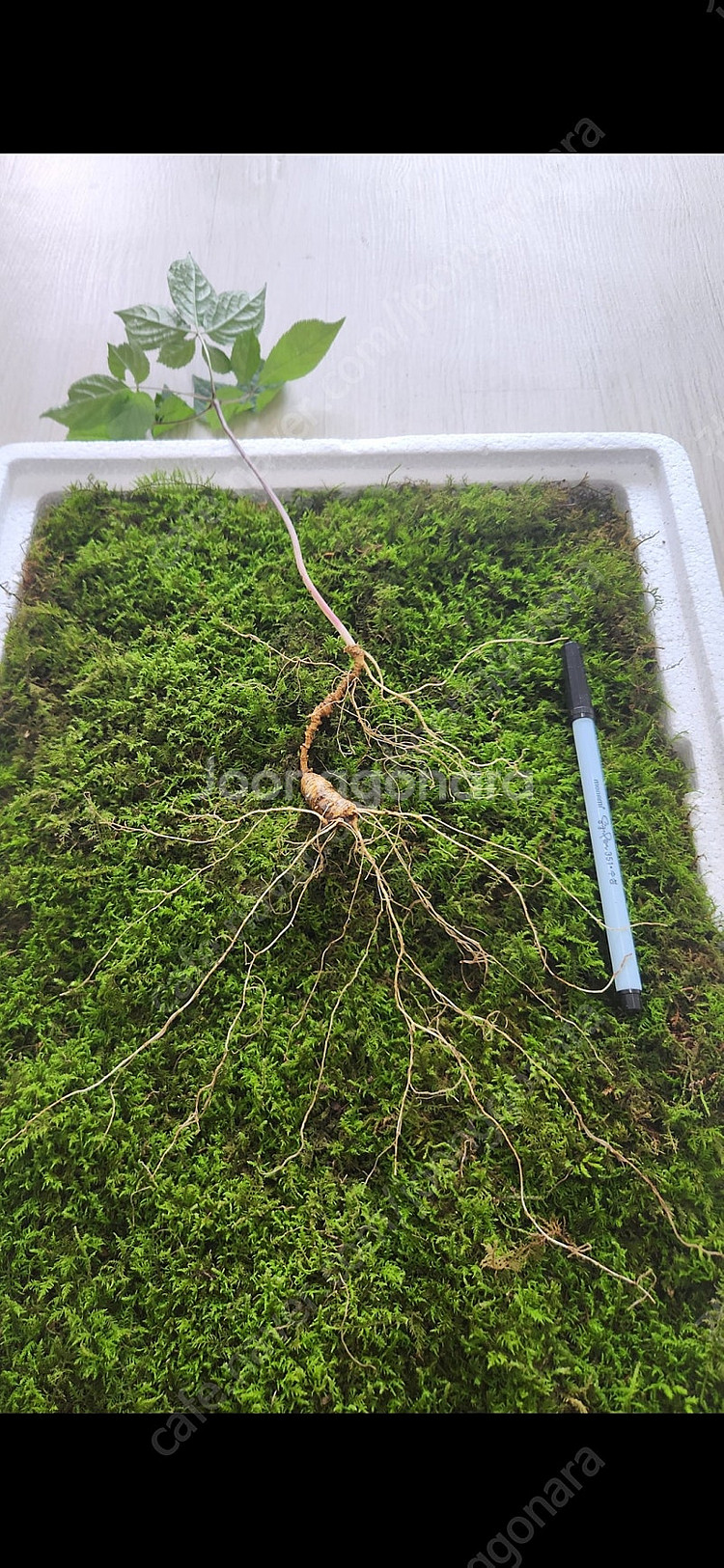 자연산 야생산삼 판매 합니다 건강 선물 건강식품--6