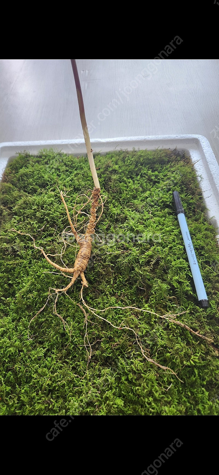 자연산 야생산삼 판매 합니다 건강 선물 건강식품--8