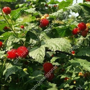 친환경 산딸기 묘목 팝니다.