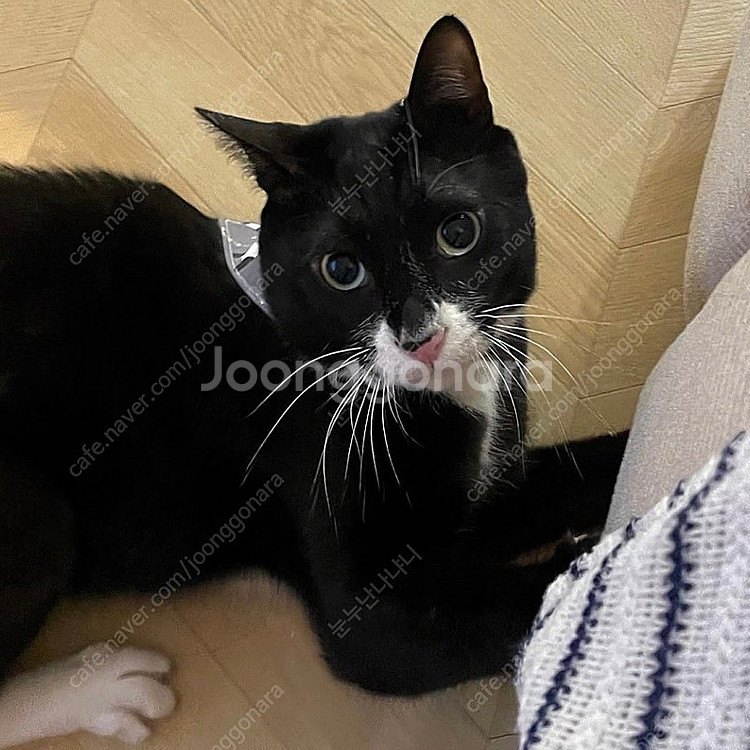 [일괄] 강아지 고양이 케이프 스카프 3종--1
