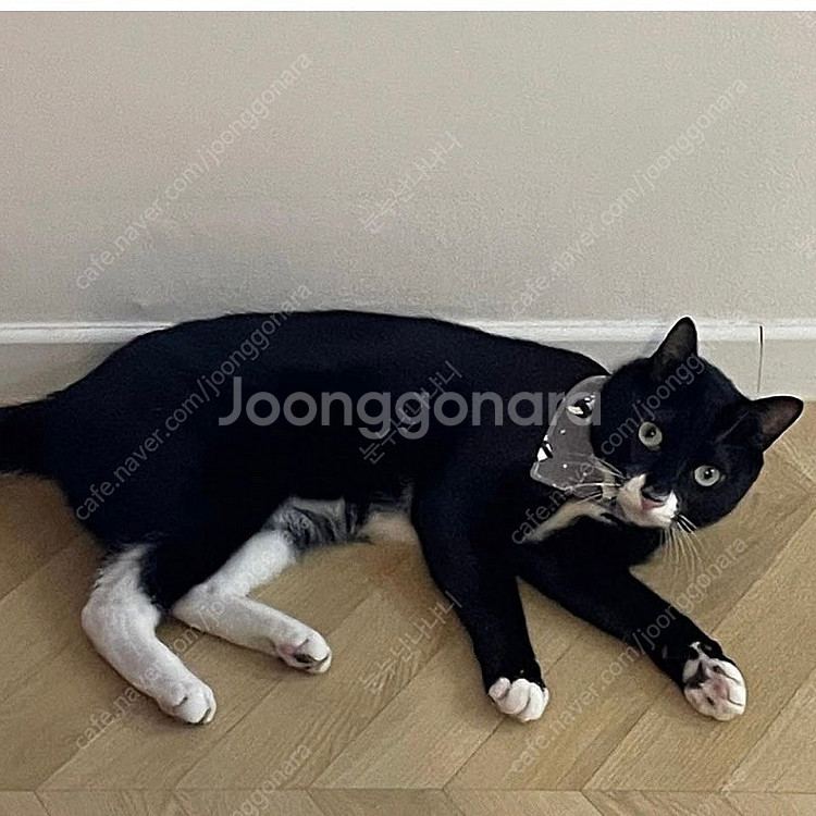 [일괄] 강아지 고양이 케이프 스카프 3종--2