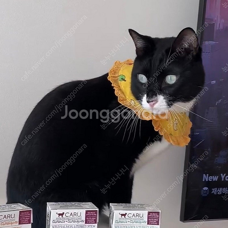 [일괄] 강아지 고양이 케이프 스카프 3종--3