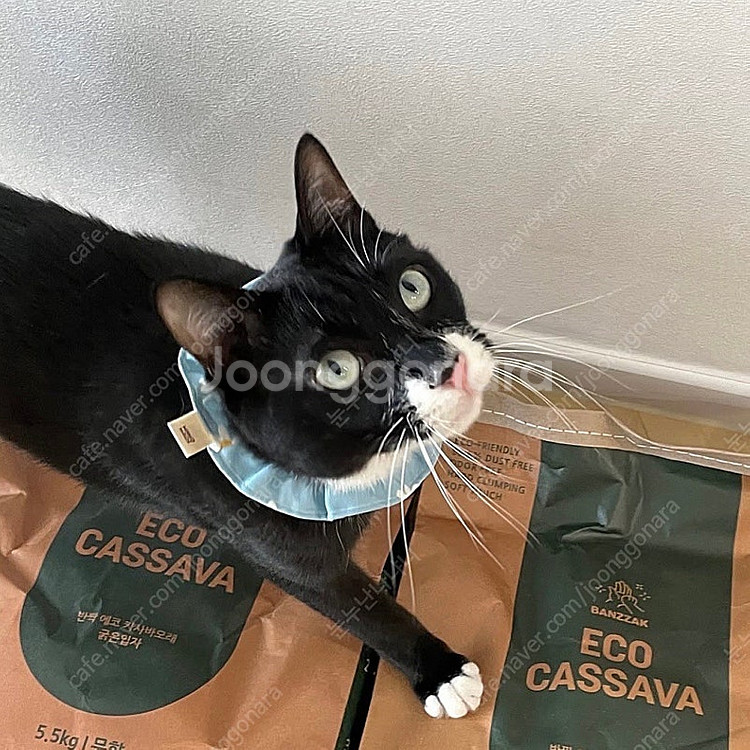 [일괄] 강아지 고양이 케이프 스카프 3종--4