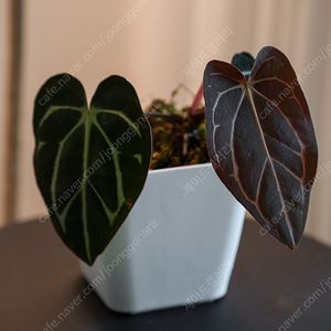 안스리움 칼라블랙키 OG1 x OG5 스콧코헨 오프셋