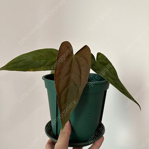 안스리움 'Ralph Lynam(RL)' self X (Carlablackiae x RG Dressleri) 칼라블랙키 하이브리드