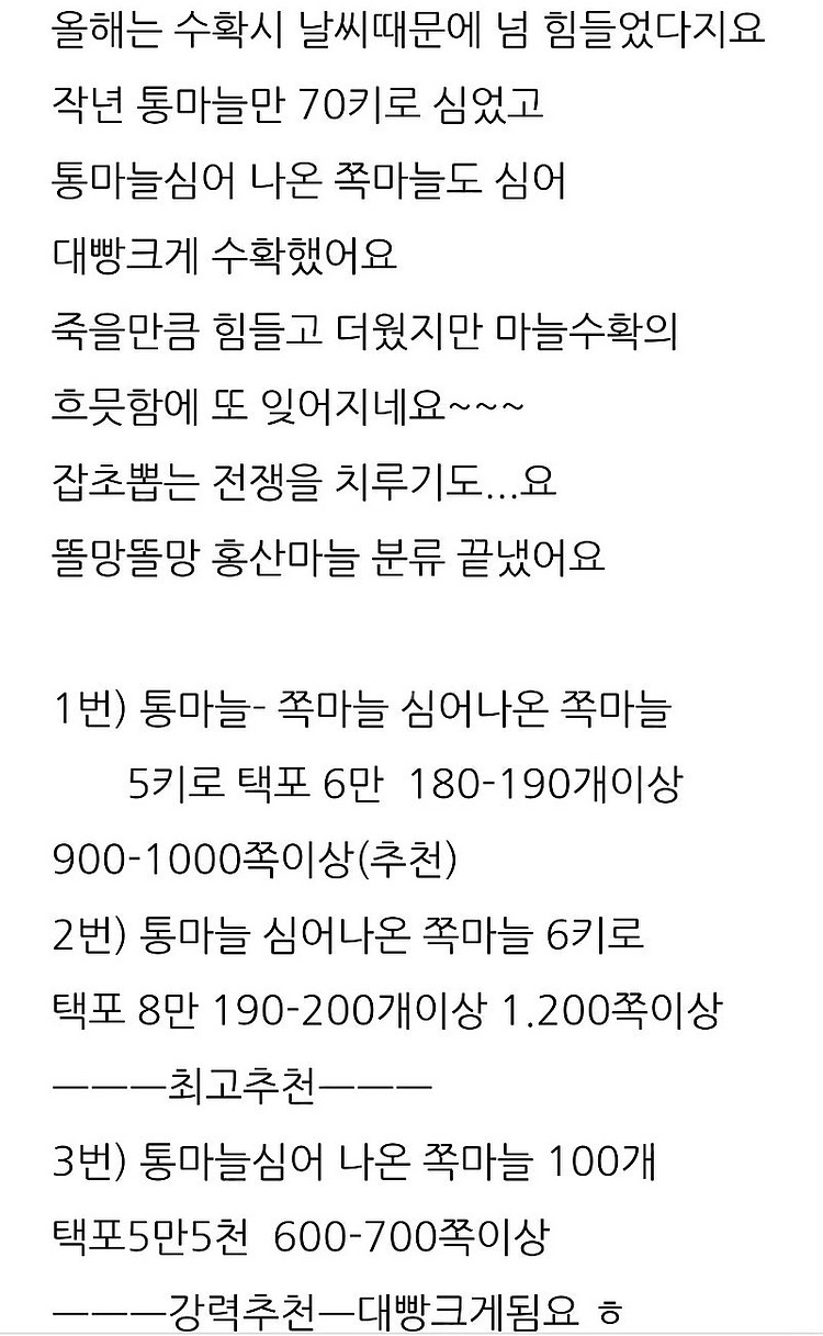 통마늘심어 수확한 홍산마늘 판매--1