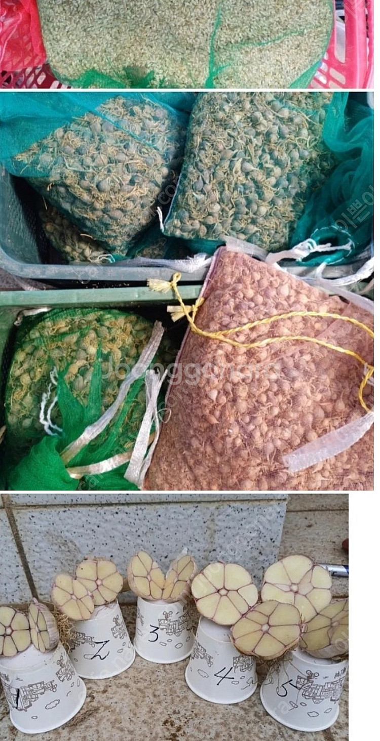 통마늘심어 수확한 홍산마늘 판매--0