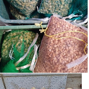 통마늘심어 수확한 홍산마늘 판매