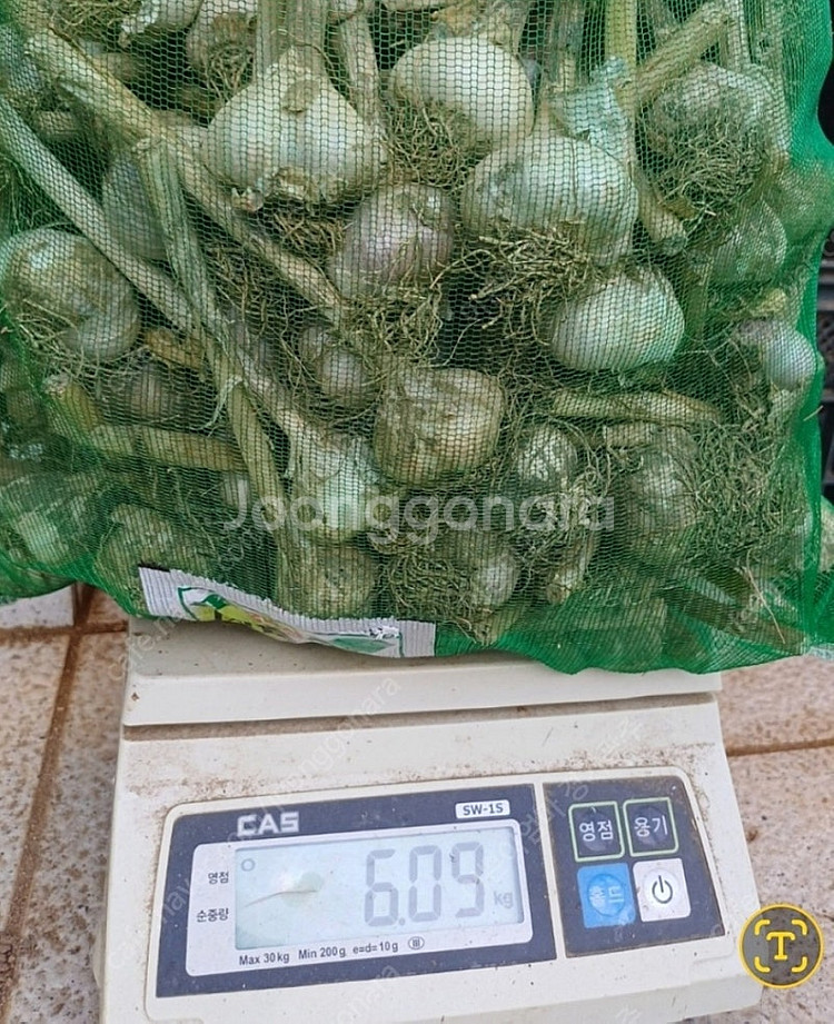 통마늘심어 수확한 홍산마늘 판매--3