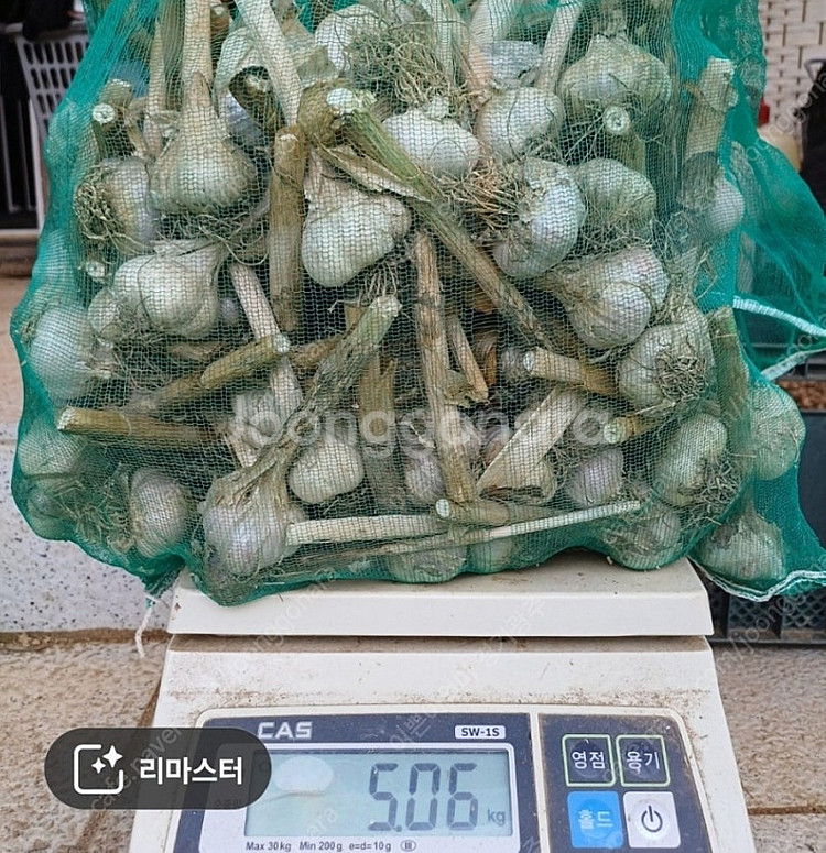 통마늘심어 수확한 홍산마늘 판매--4