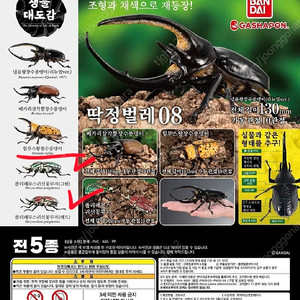 반다이 생물대도감 장수풍뎅이 딱정벌레 8탄 폴리페무스귀신 꽃무지 그린