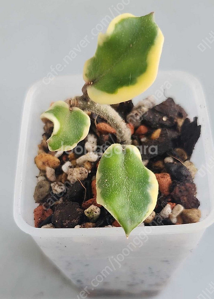 호야 카노사 홀리아나--0