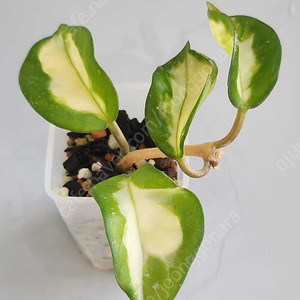 호야 카노사 브라질