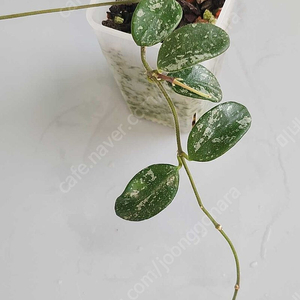 호야 리마스플래쉬