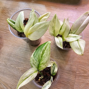 스킨답서스 트루비 슈퍼스타