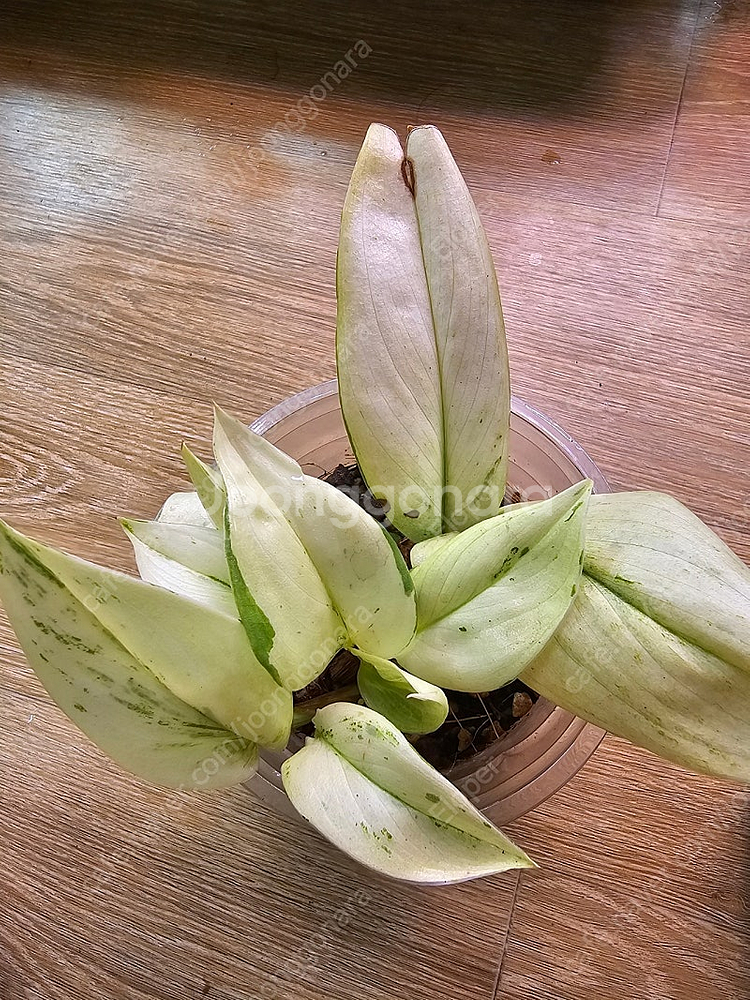 스킨답서스 트루비 슈퍼스타--3