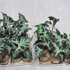 알로카시아 프릴 카니지