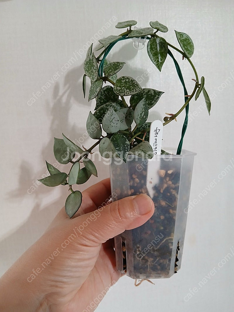 호야 슈퍼에스키모--0