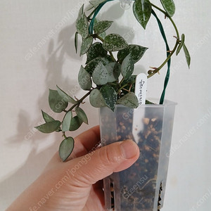 호야 슈퍼에스키모