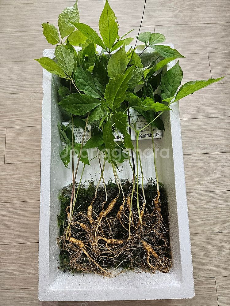 자연산삼--0