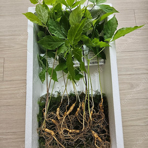 자연산삼