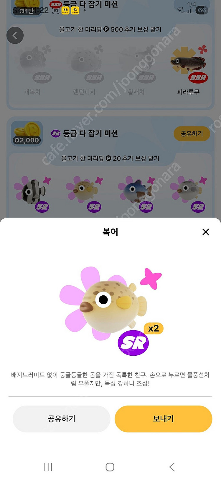 틱톡 물고기 팔아요(돌돔,복어)--1