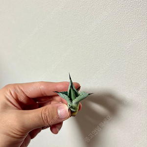 아가베 에잇썬더 분앙합니다 (아프리카 식물, 코덱스)