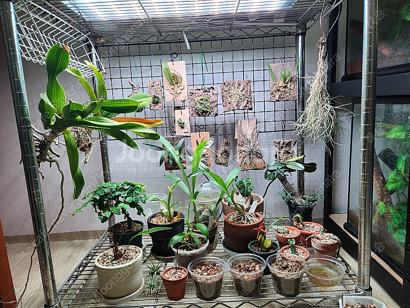 식물 정리합니다--0