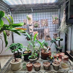 식물 정리합니다