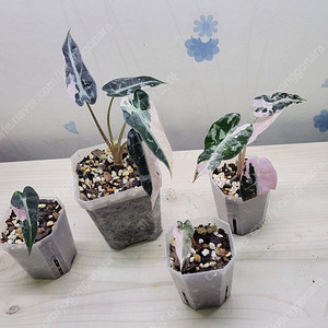 밤비노핑크바리,에피바리,에피민트,트루비문라이트,마블스킨,아미드리움미디움실버,풀민트히메,화이트민트히메,무늬히메,베놈 등등 여러 희귀식물 저렴하게 분양해요