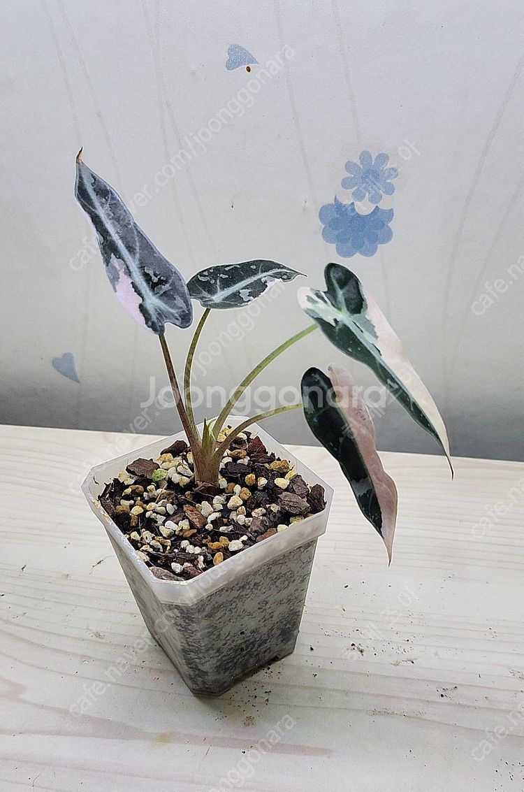 밤비노핑크바리,에피바리,에피민트,트루비문라이트,마블스킨,아미드리움미디움실버,풀민트히메,화이트민트히메,무늬히메,베놈 ...--3