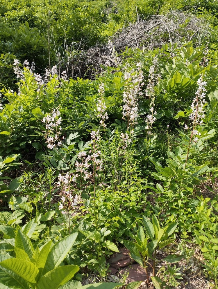 국산 봉삼 모종 5년근 이상 백선 모종 이미지