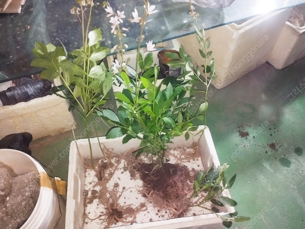 국산 봉삼 모종 5년근 이상 백선 모종 이미지