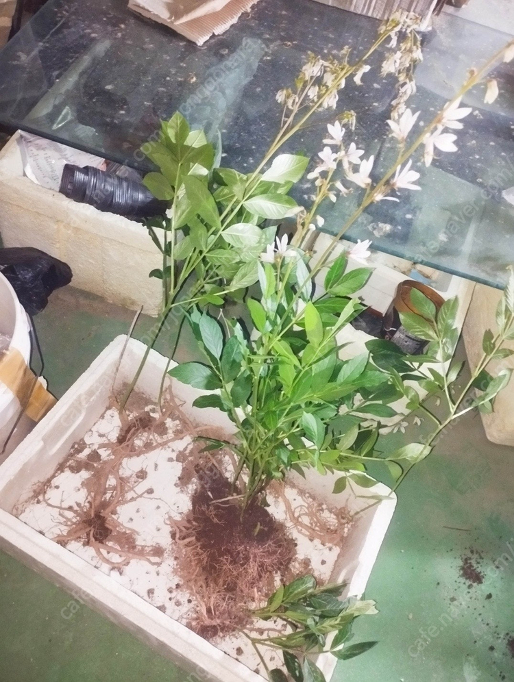 국산 봉삼 모종 5년근 이상 백선 모종 이미지