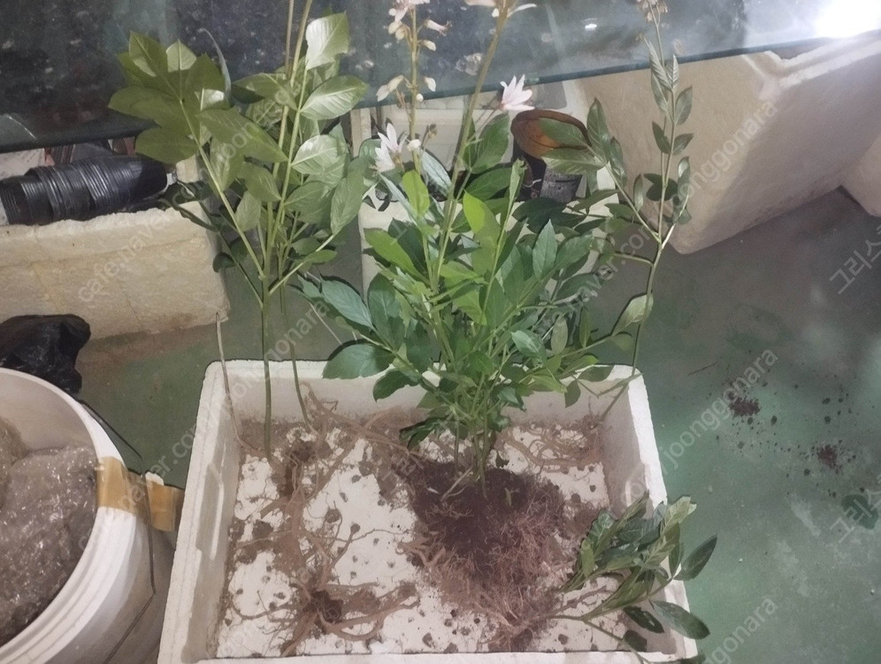 국산 봉삼 모종 5년근 이상 백선 모종 이미지