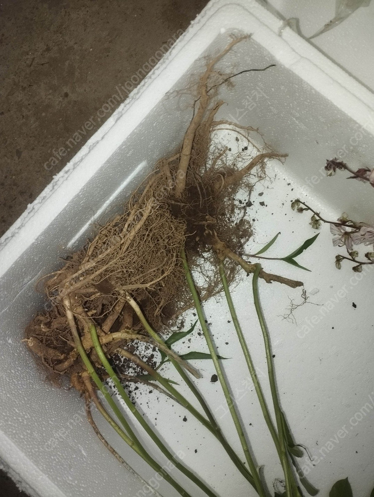 국산 봉삼 모종 5년근 이상 백선 모종 이미지