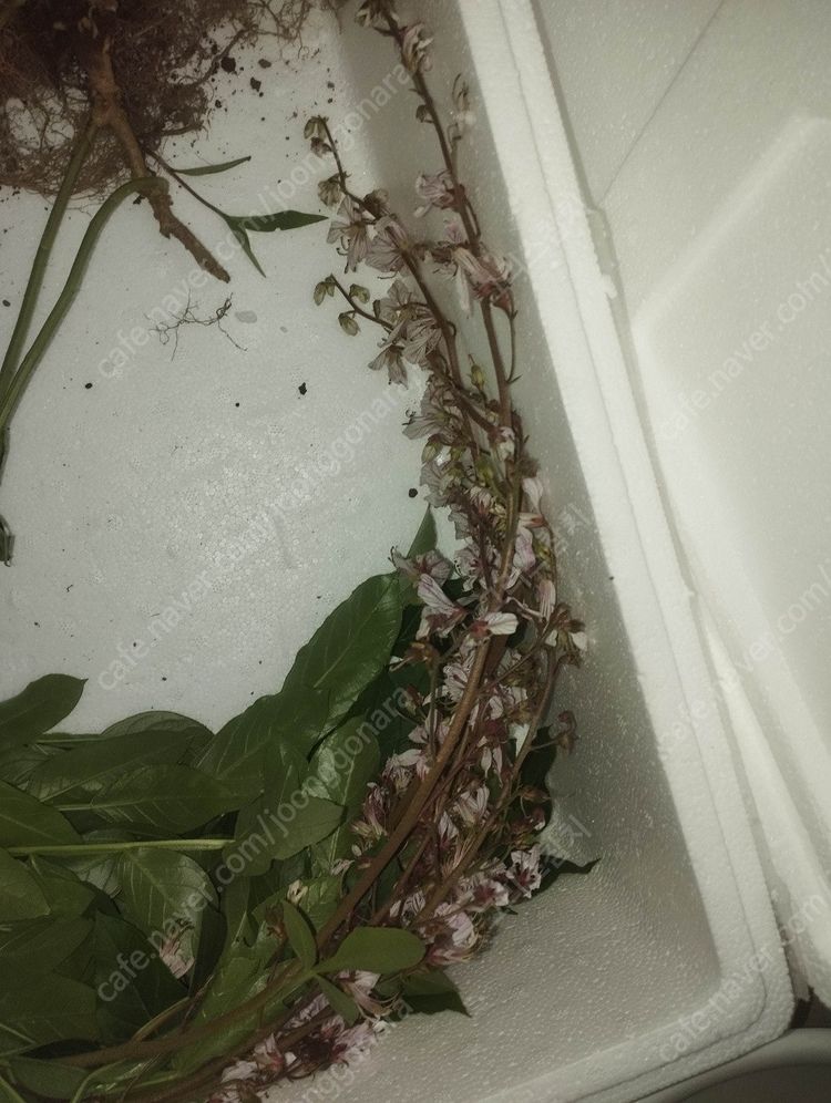 국산 봉삼 모종 5년근 이상 백선 모종 이미지