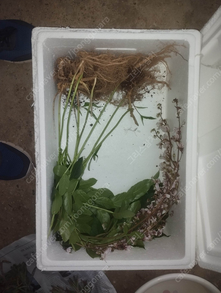 국산 봉삼 모종 5년근 이상 백선 모종 이미지